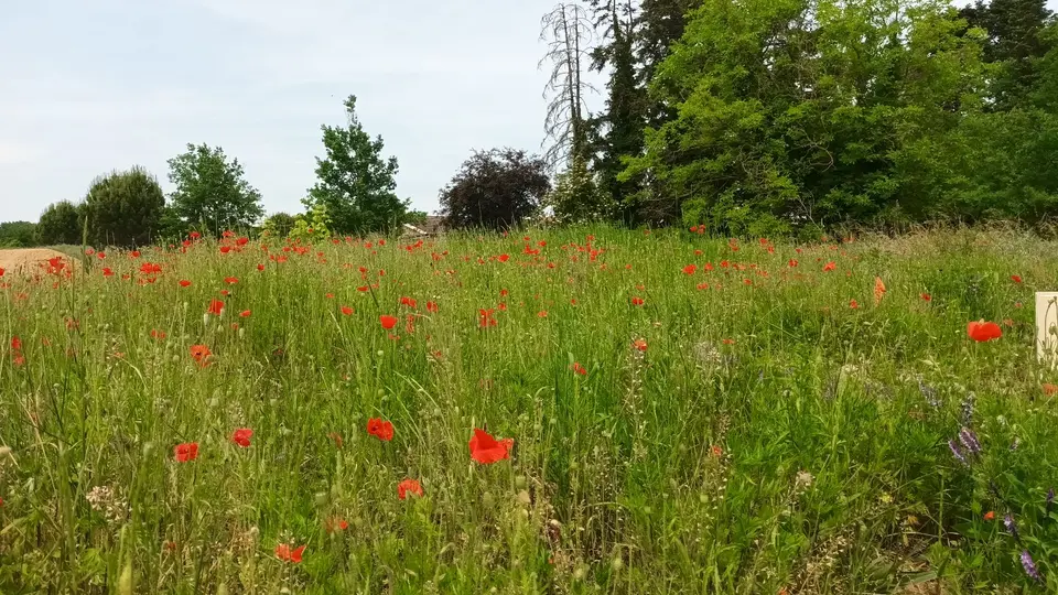 Land — Saint-Georges-de-Reneins